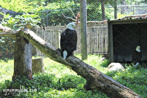 zoos with bald eagles